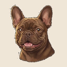 Chocolate Frenchie