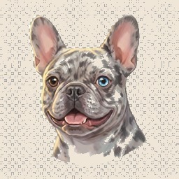 Merle Frenchie