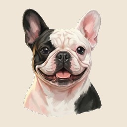 Pied Frenchie